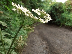 Heracleum sphondylium sphondylium