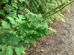 Heracleum sphondylium sphondylium