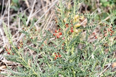 Sphaerophysa salsula