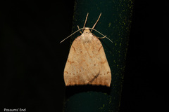 Sestra humeraria