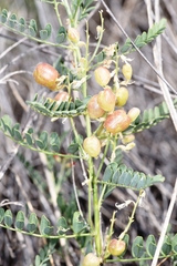 Sphaerophysa salsula