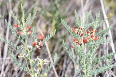 Sphaerophysa salsula