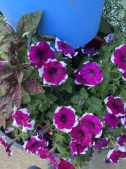Petunia × atkinsiana