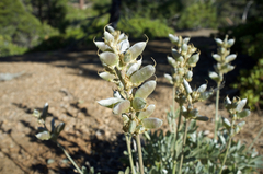 Lupinus peirsonii