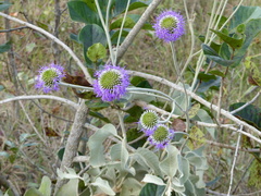 Chresta sphaerocephala