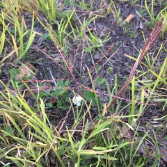 Chloris verticillata