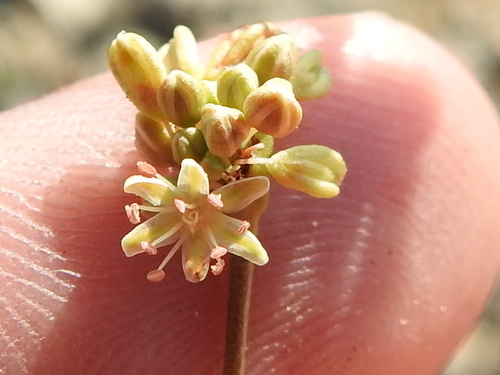 Image of Eriogonum nealleyi by (c) Sam Kieschnick, some rights reserved (CC BY)