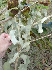 Chresta sphaerocephala
