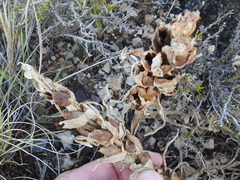 Castilleja sessiliflora