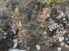 Castilleja sessiliflora