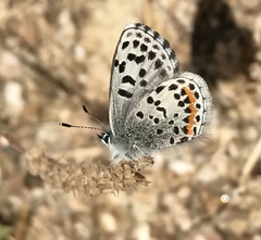 Euphilotes enoptes smithi
