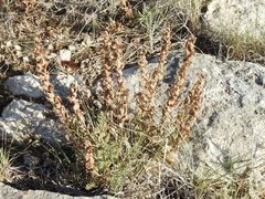 Castilleja sessiliflora
