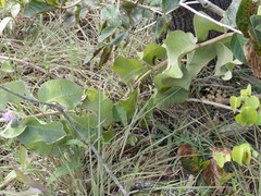 Chresta sphaerocephala
