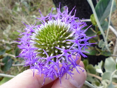 Chresta sphaerocephala