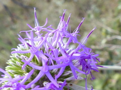 Chresta sphaerocephala