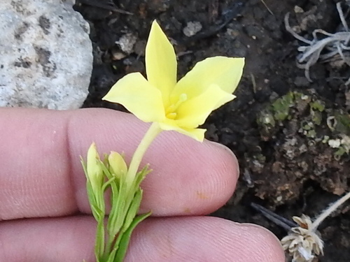 Image of Showy Menodora (Menodora longiflora) by (c) Sam Kieschnick, some rights reserved (CC BY)