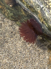 Actinia