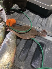 Paralichthys lethostigma