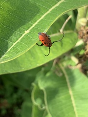 Tetraopes tetrophthalmus