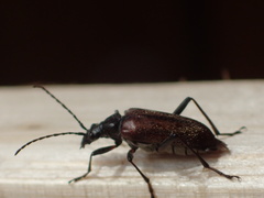 Acmaeops