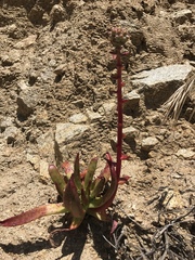 Dudleya caespitosa