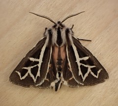 Apantesis williamsii