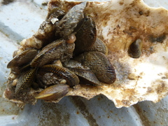 Brachidontinae