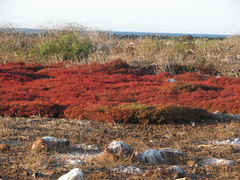 Sesuvium edmonstonei