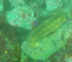 Apostichopus parvimensis