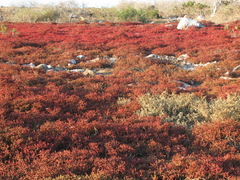 Sesuvium edmonstonei