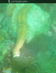 Apostichopus parvimensis