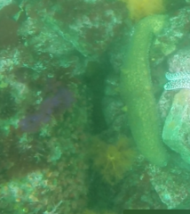 Apostichopus parvimensis