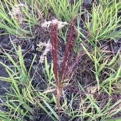 Chloris verticillata