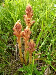 Orobanche teucrii