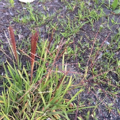 Chloris verticillata