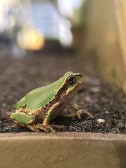 Hyla japonica