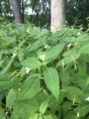 Impatiens parviflora