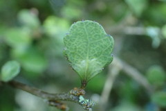 Melicytus micranthus