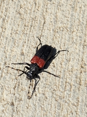 Stictoleptura canadensis
