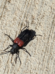 Stictoleptura canadensis