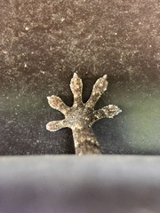 Gekko japonicus