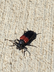 Stictoleptura canadensis