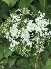 Sambucus canadensis