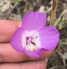 Clarkia lewisii