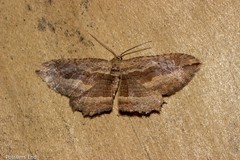 Austrocidaria gobiata