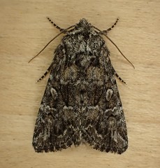 Aseptis characta