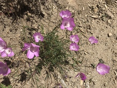 Clarkia lewisii