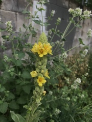 Verbascum thapsus