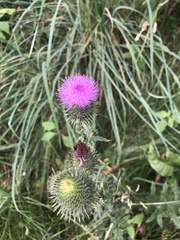 Cirsium