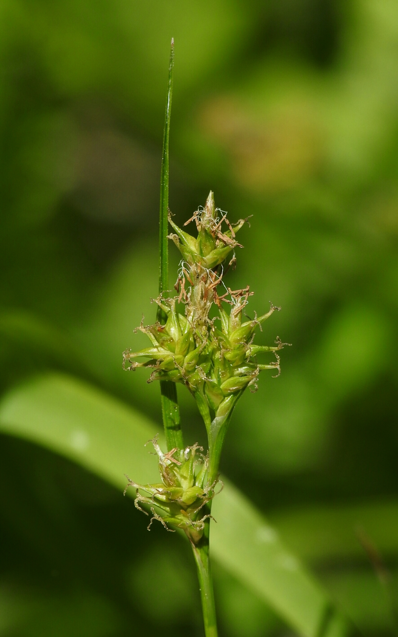 Carex lemmonii